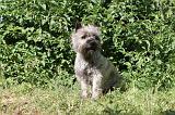 CAIRN TERRIER 006